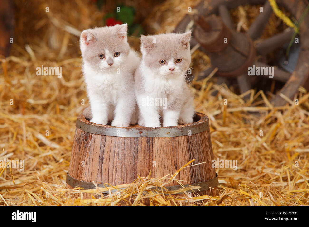 British Shorthair Cats, kittens, 10 weeks, lilac-white |Britische Kurzhaarkatzen, Kaetzchen, 10 Wochen, lilac-white Stock Photo