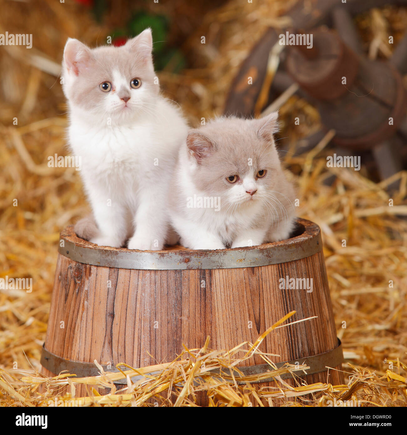 https://c8.alamy.com/comp/DGWRD0/british-shorthair-cats-kittens-10-weeks-lilac-white-britische-kurzhaarkatzen-DGWRD0.jpg