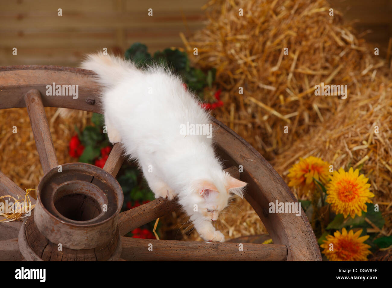 Neva Masquarade, kitten, 4 months, cartwheel |Neva Masquarade, Kaetzchen, 4 Monate, Wagenrad Stock Photo