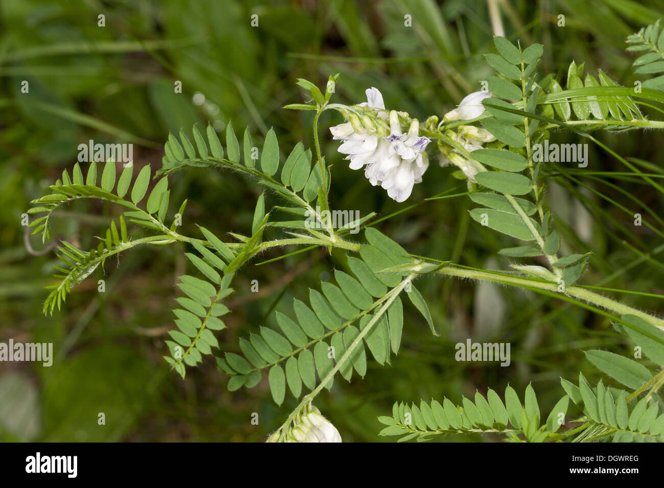 Wood Bitter-vetch, Vicia orobus - rare plant of western Britain. Stock Photo