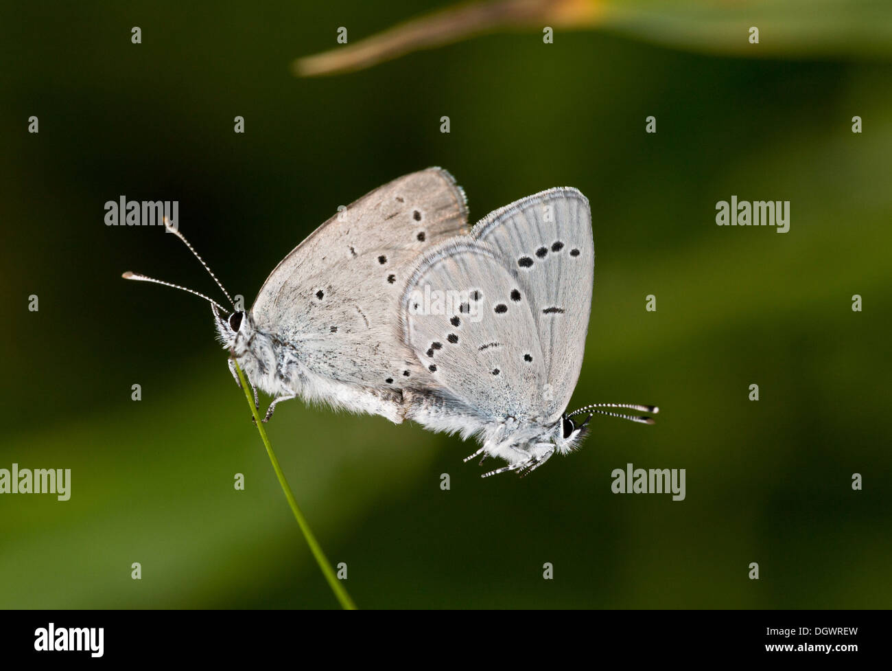 Little Blue / Small Blue, Cupido minimus mating pair on grass. Stock Photo