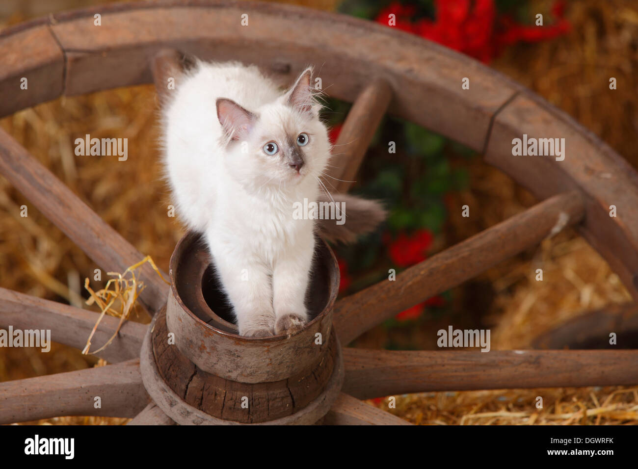 Neva Masquarade, kitten, 4 months, cartwheel |Neva Masquarade, Kaetzchen, 4 Monate, Wagenrad Stock Photo