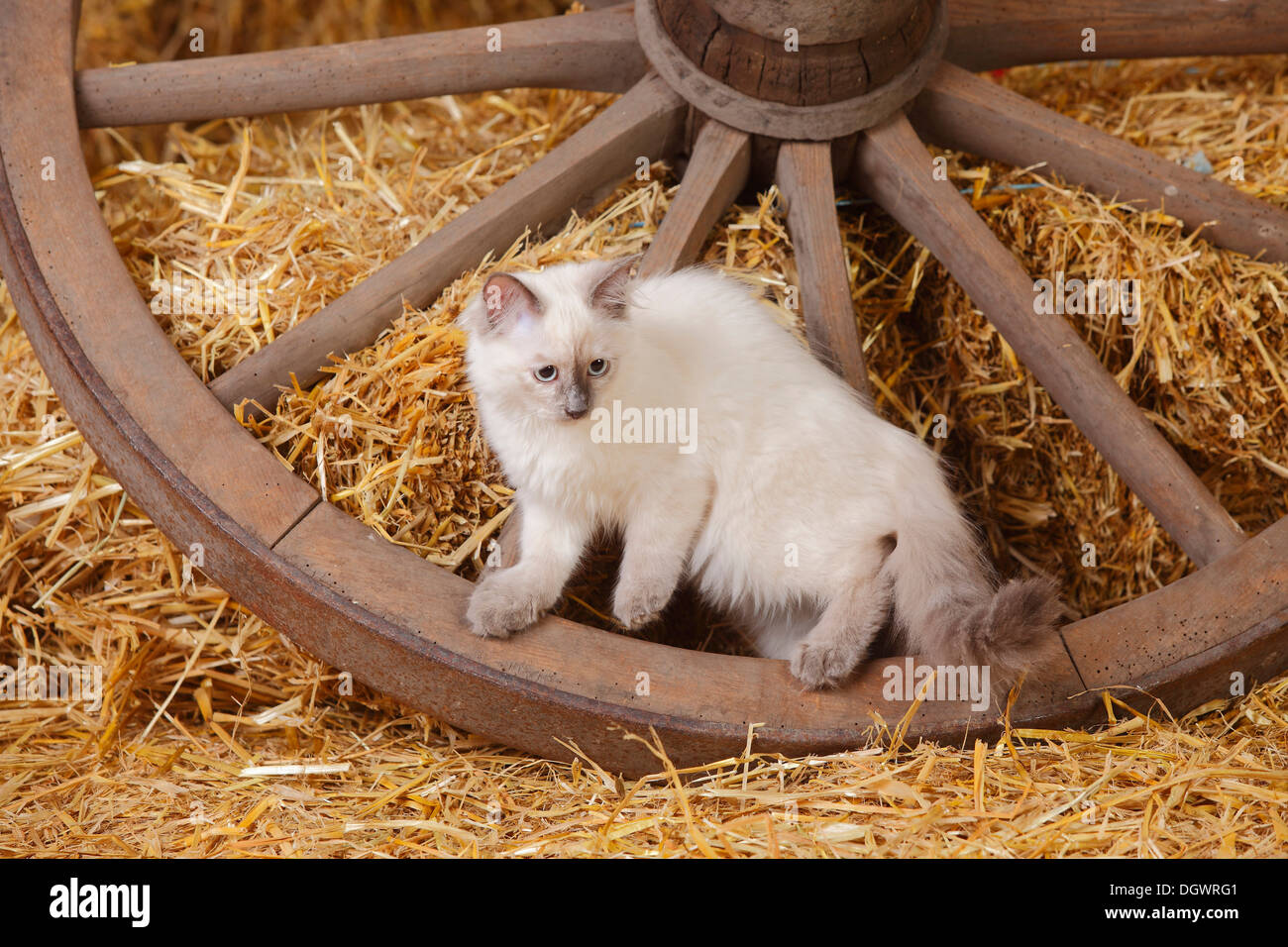 Neva Masquarade, kitten, 4 months, cartwheel |Neva Masquarade, Kaetzchen, 4 Monate, Wagenrad Stock Photo