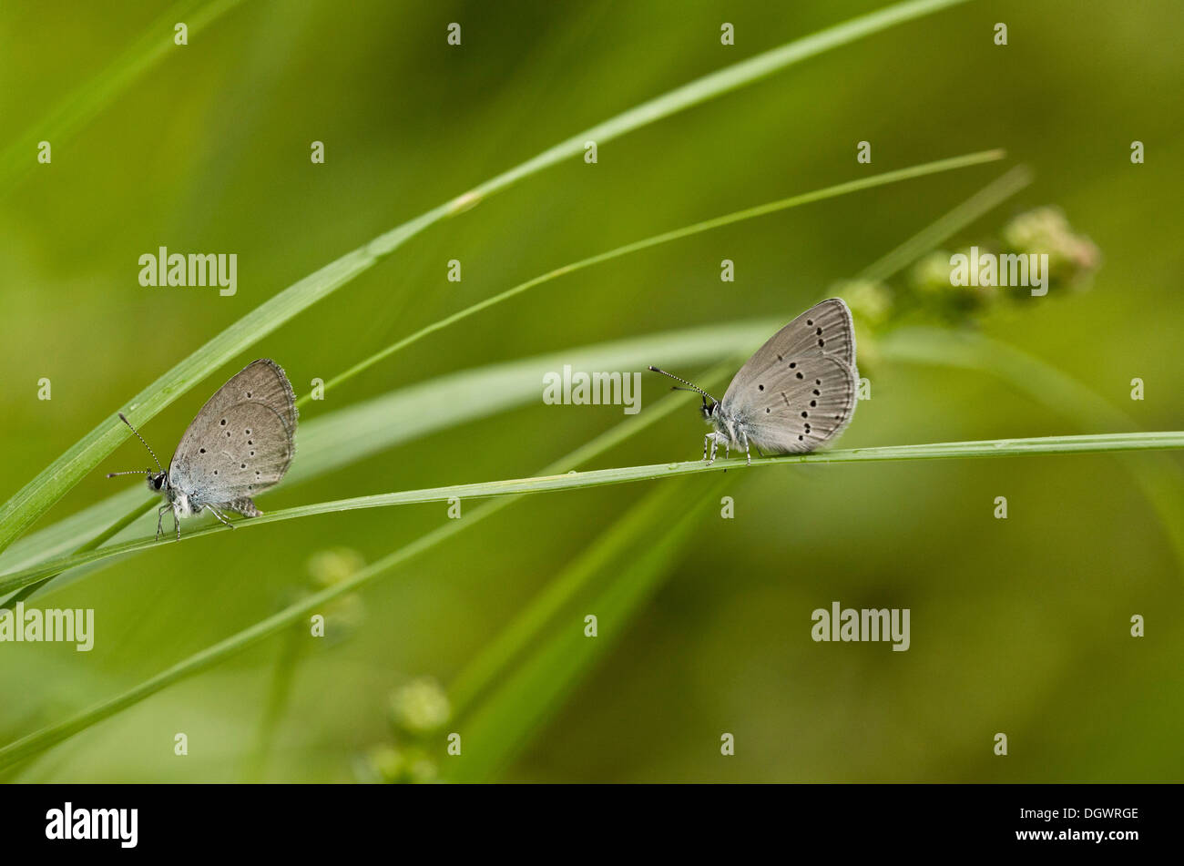 Little Blue / Small Blue, Cupido minimus two adults on grass. Stock Photo