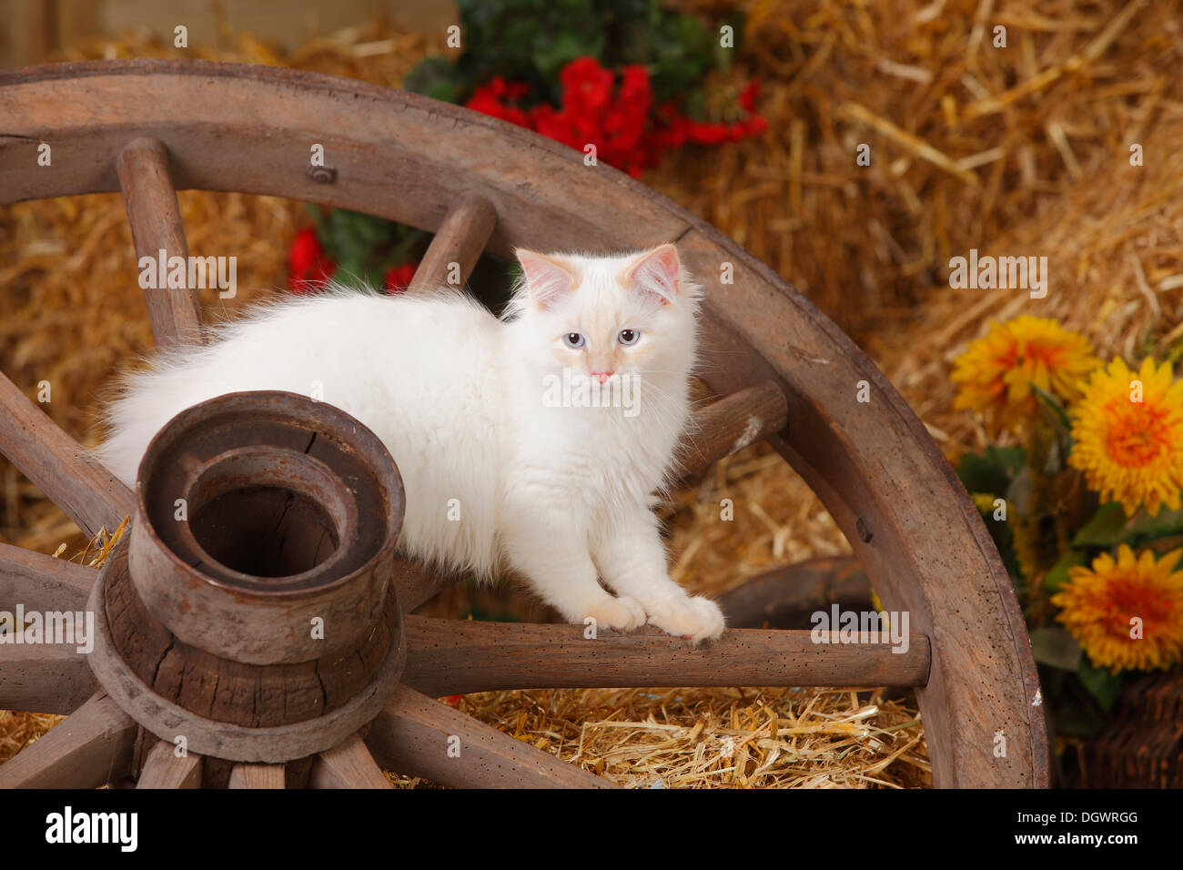 Neva Masquarade, kitten, 4 months, cartwheel |Neva Masquarade, Kaetzchen, 4 Monate, Wagenrad Stock Photo