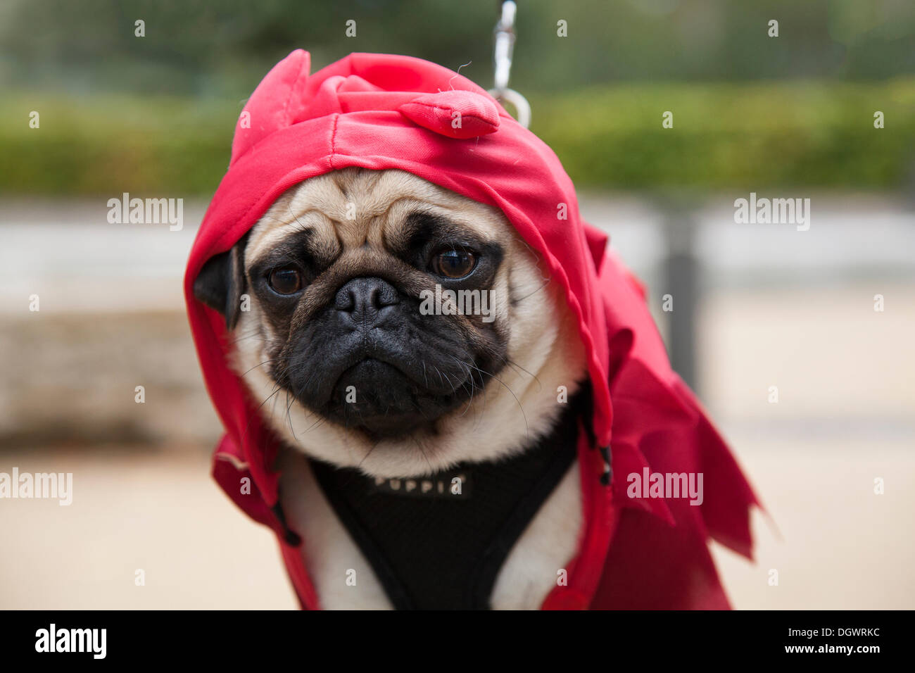 Manchester, UK 26th October, 2013. Pug in hoddie Halloween costume at the Quays, Trafford Park, Manchester  Open Weekend.  A weekend of events tours, talks complete with a pug flash mob outside Wagamama,    Credit:  Mar Photographics/Alamy Live News Stock Photo