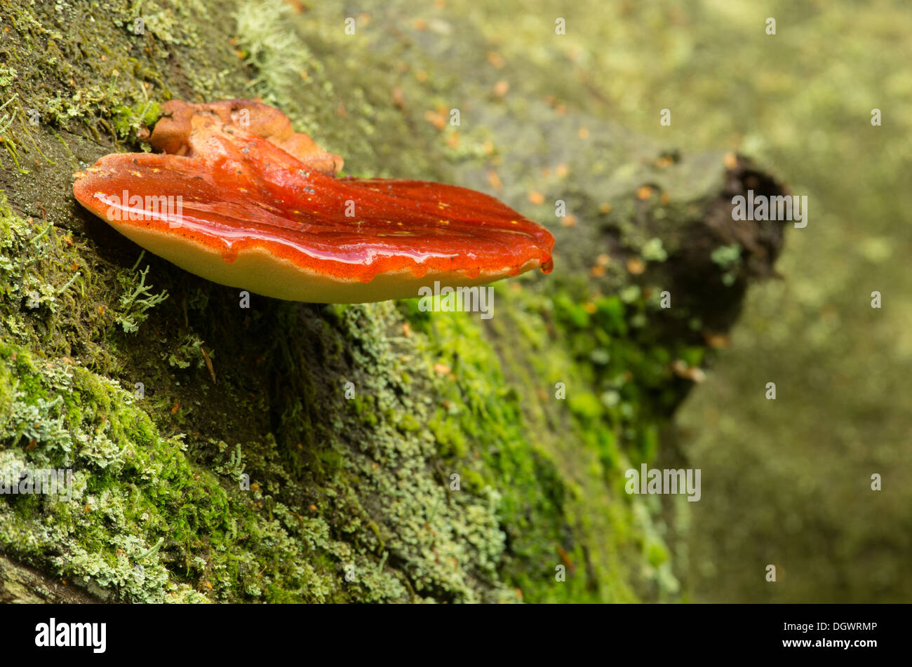A beefsteak fungus Stock Photo