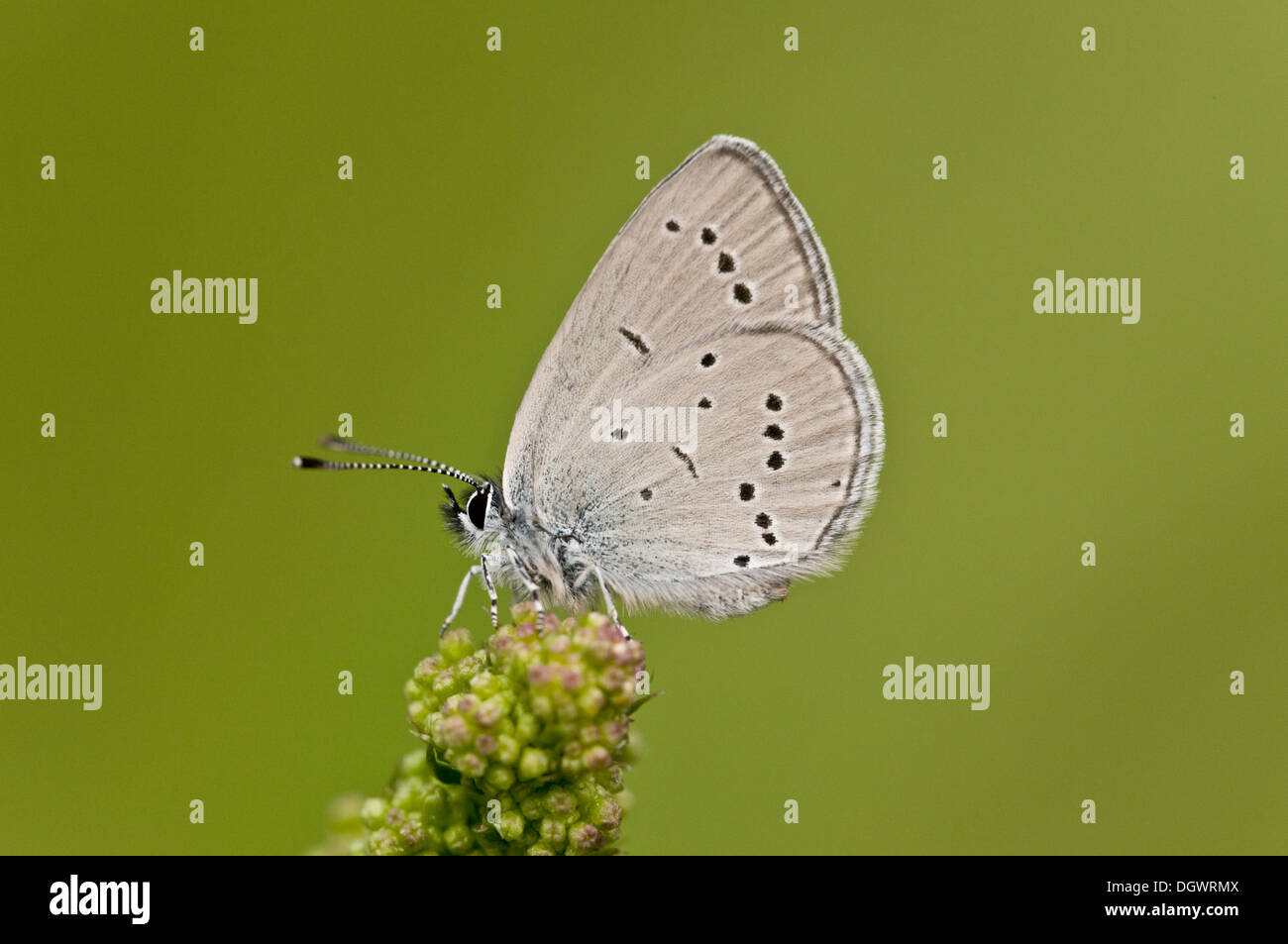 Little Blue / Small Blue, Cupido minimus feeding on Salad Burnet. Stock Photo