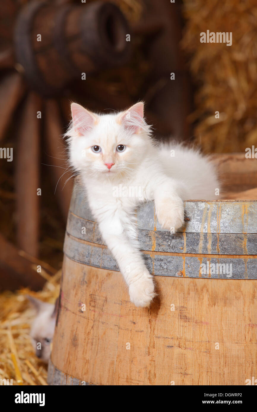 Neva Masquarade, kitten, 4 months |Neva Masquarade, Kaetzchen, 4 Monate Stock Photo