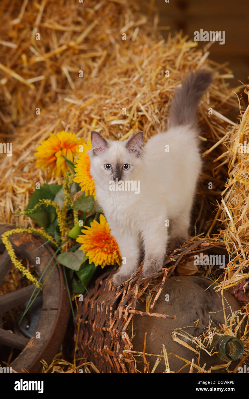 Kitten in the straw hi-res stock photography and images - Alamy
