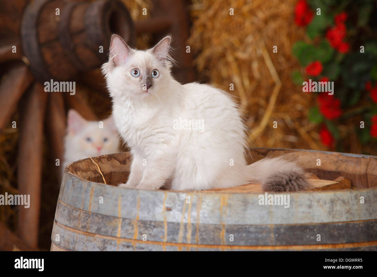 Neva Masquarade, kitten, 4 months |Neva Masquarade, Kaetzchen, 4 Monate Stock Photo