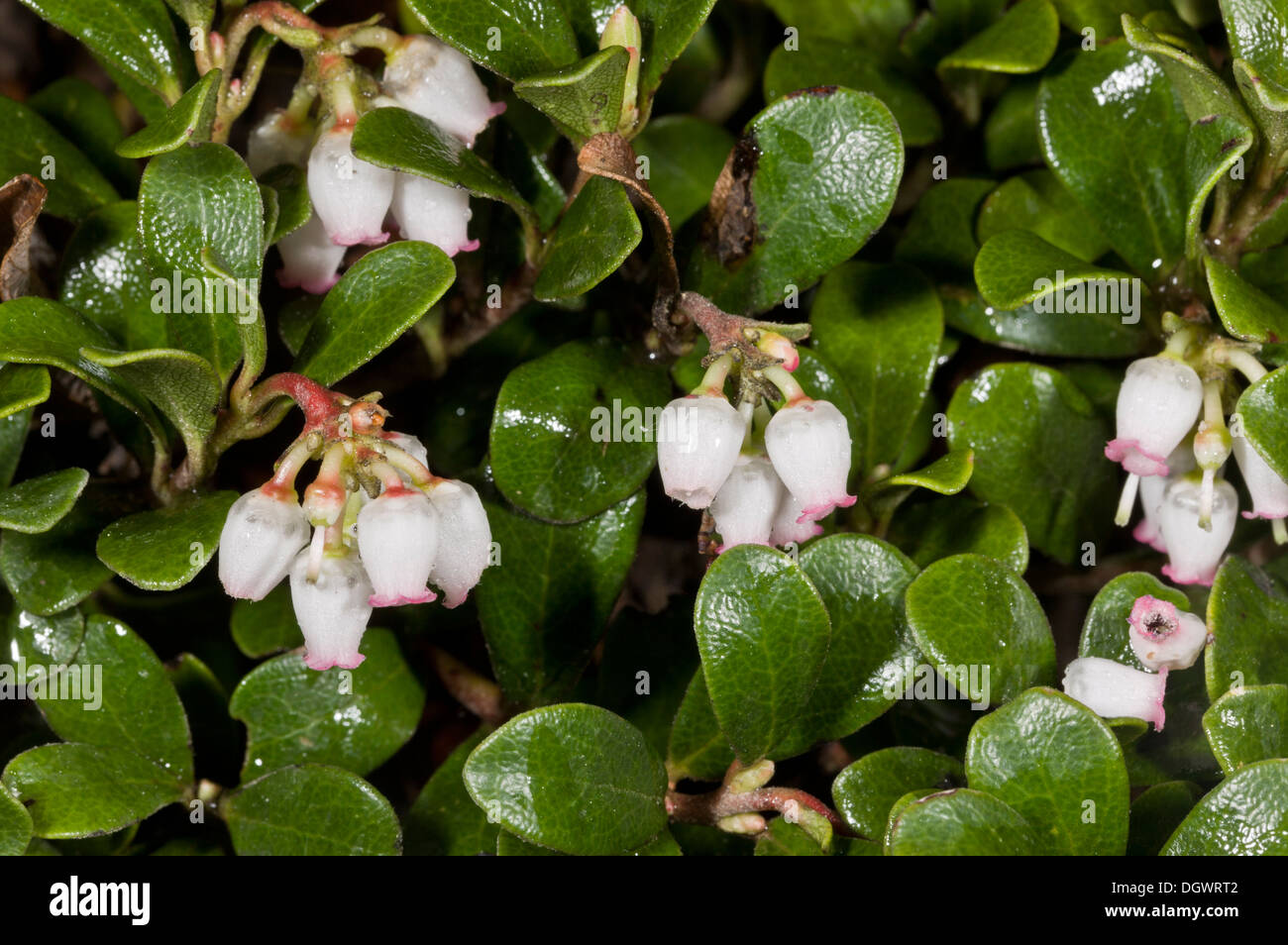 Bearberry, Arctostaphylos uva-ursi in flower. Stock Photo