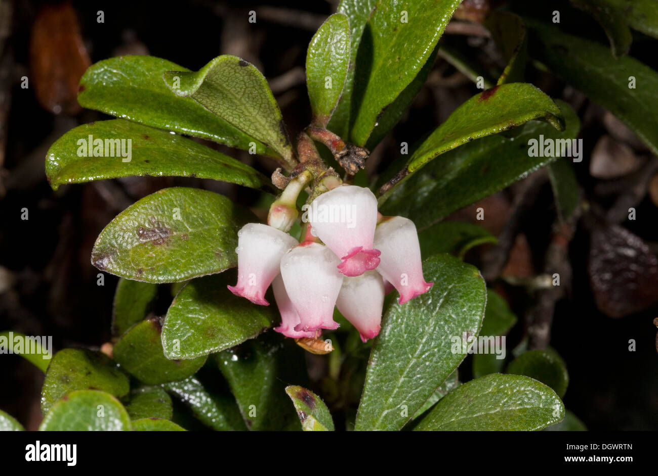 Bearberry, Arctostaphylos uva-ursi in flower. Stock Photo