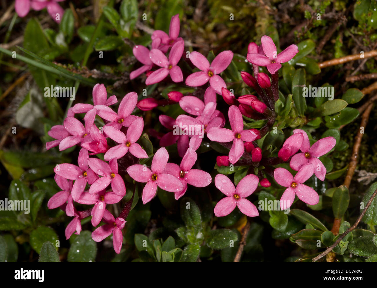 Garland Flower or Rose Daphne, Daphne cneorum in flower, Pyrenees. Stock Photo