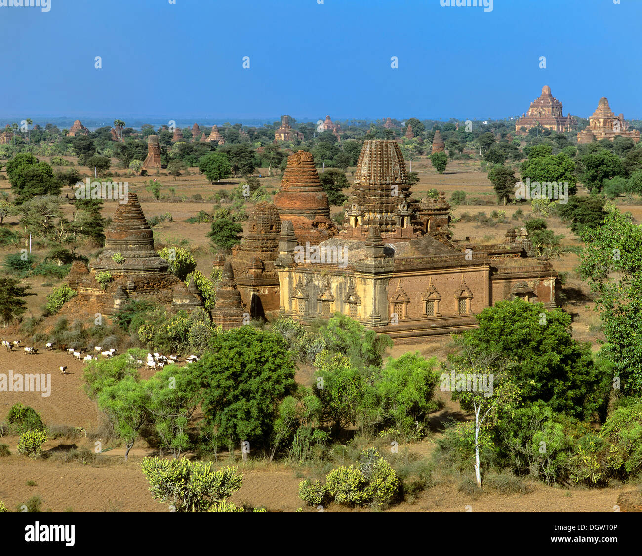 Field with ruins of Buddhist pagodas and temples, Ebene von Pagan, Bagan, Mandalay Division, Myanmar, Burma Stock Photo