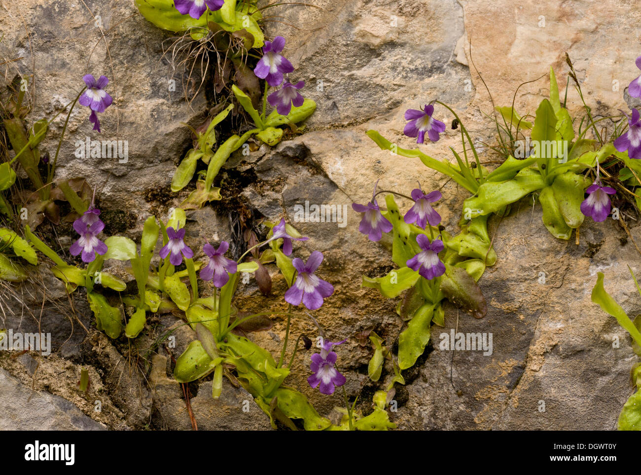 Long-leaved Butterwort, Pinguicula longifolia, growing on damp calcareous cliff, Ordesa, Pyrenees, Spain. Stock Photo