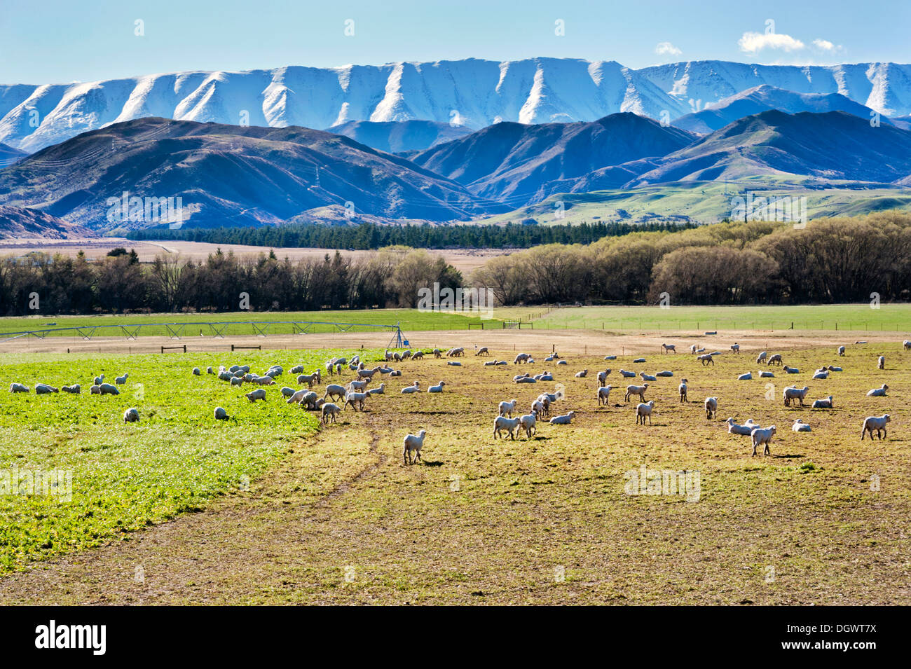 Sheep grazing adjacent to Highway 8, with a mountain backdrop, near Tarras, New Zealand. Stock Photo