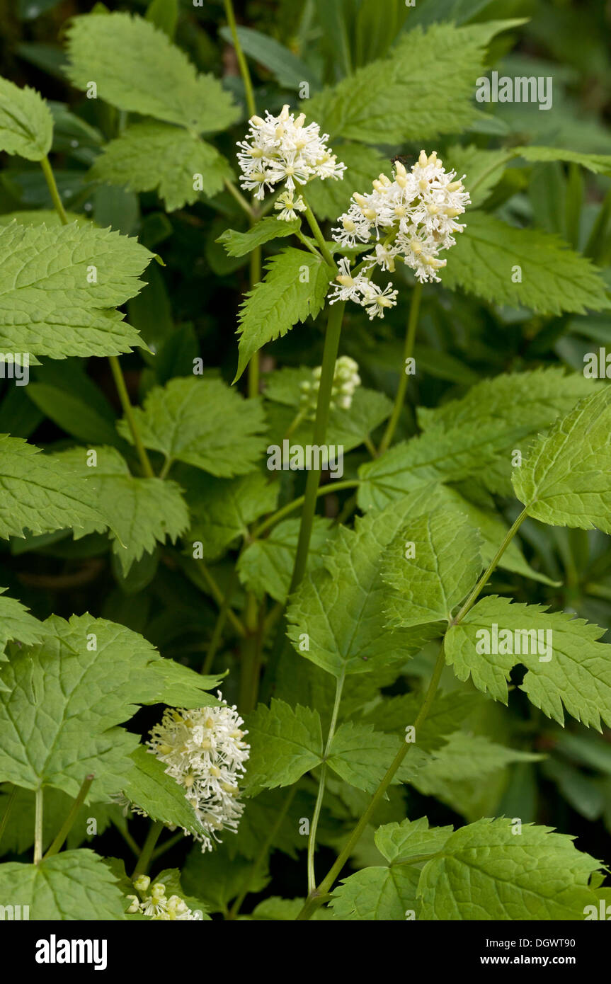 Baneberry / Herb Christopher, Actaea spicata in flower. Rare in UK on upland limestone. Stock Photo