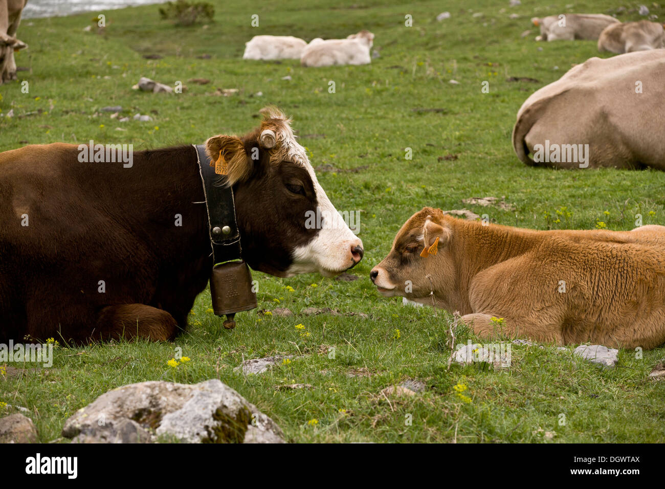 Ordesa National Park, Pyrenees - cattle grazing in the high glaciated valley. Spain. Stock Photo