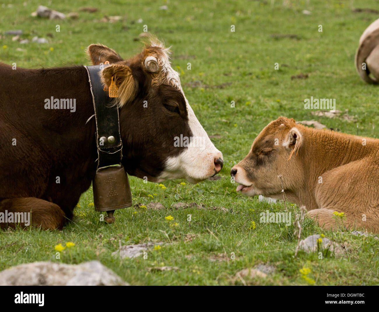 Ordesa National Park, Pyrenees - cattle grazing in the high glaciated valley. Spain. Stock Photo