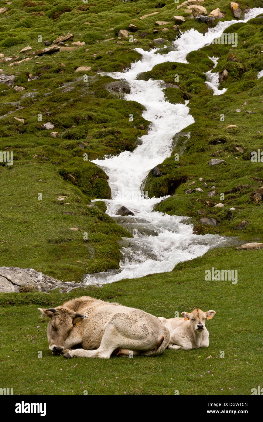 Ordesa National Park, Pyrenees - cattle grazing in the high glaciated valley. Spain. Stock Photo