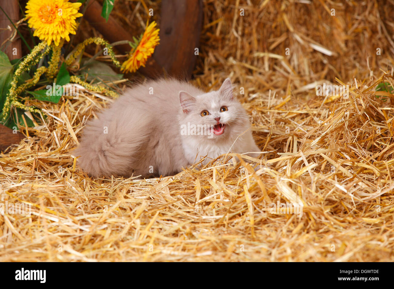 British Longhair, kitten, lilac-white, 4 months |Britisch Langhaar, Kaetzchen, lilac-white, 4 Monate Stock Photo