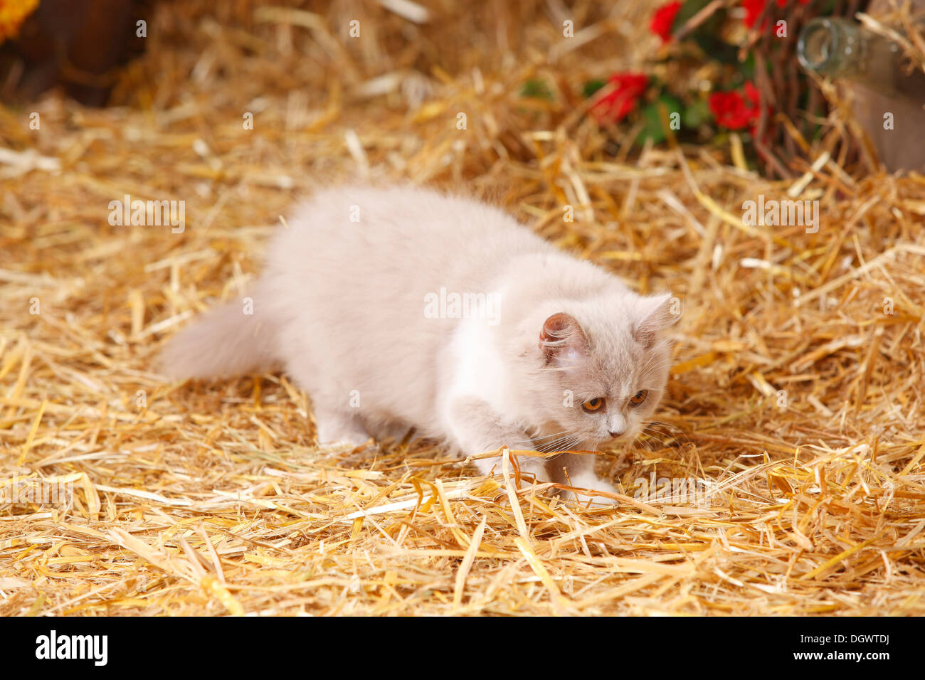 British Longhair, kitten, lilacwhite, 4 months Britisch Langhaar