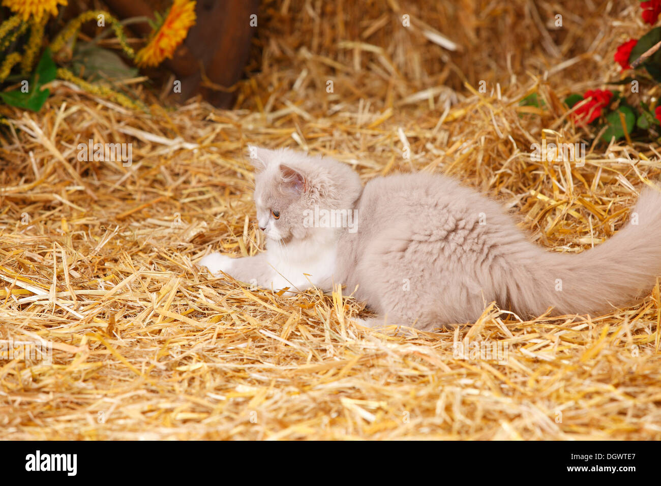 British Longhair, kitten, lilac-white, 4 months |Britisch Langhaar, Kaetzchen, lilac-white, 4 Monate Stock Photo