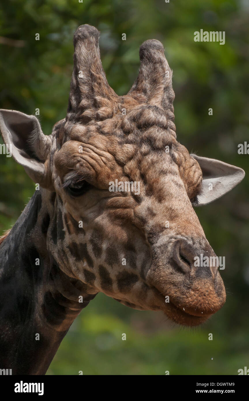 giraffe  head Stock Photo