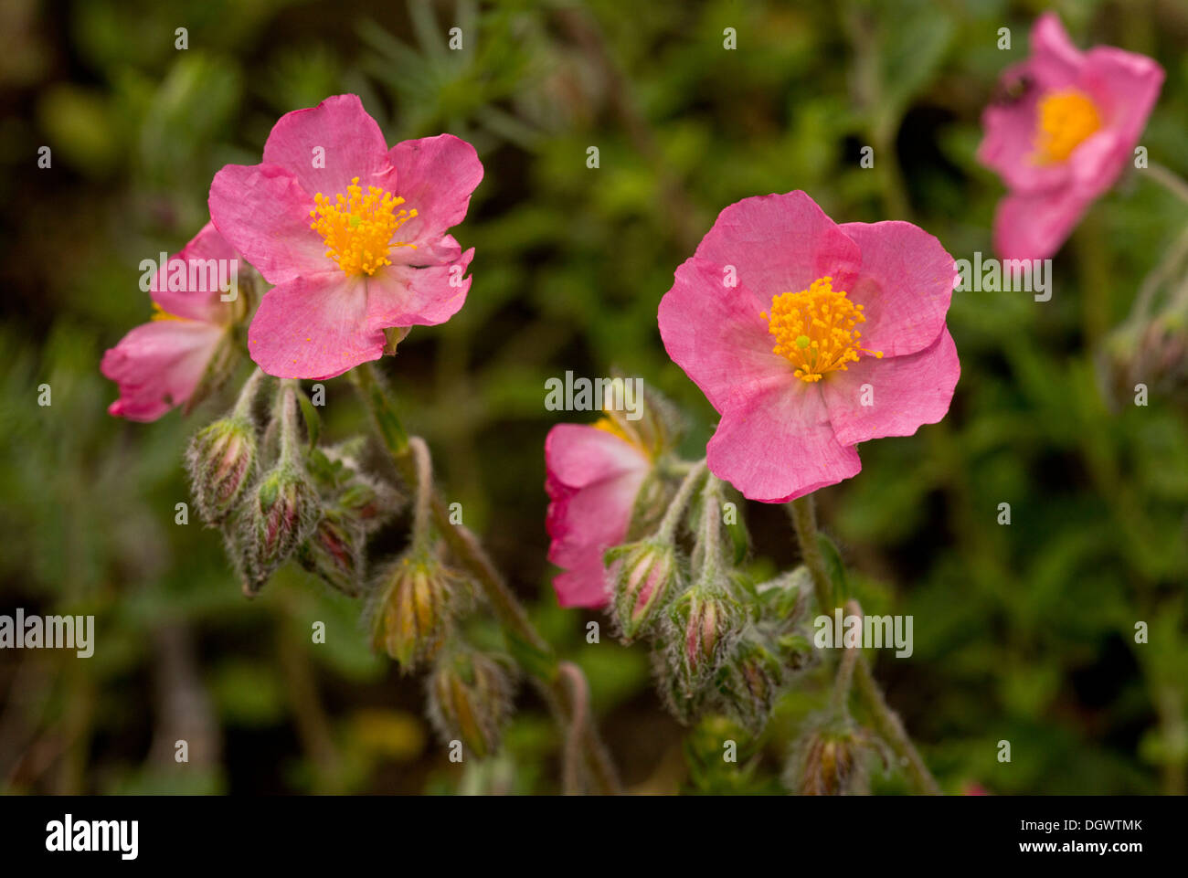 Pink rockrose Helianthemum nummularium ssp pyrenaica in flower, spanish