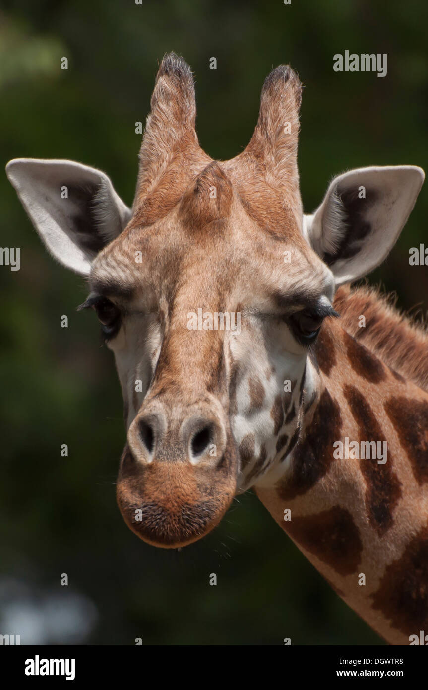 Close up shot of giraffe head Stock Photo
