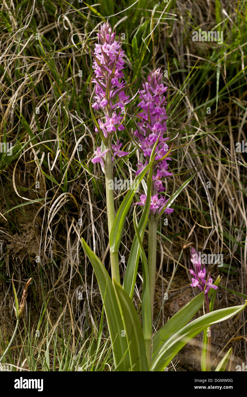 Tall Marsh Orchid, Dactylorhiza elata in flushed area, Spanish Pyrenees. Stock Photo