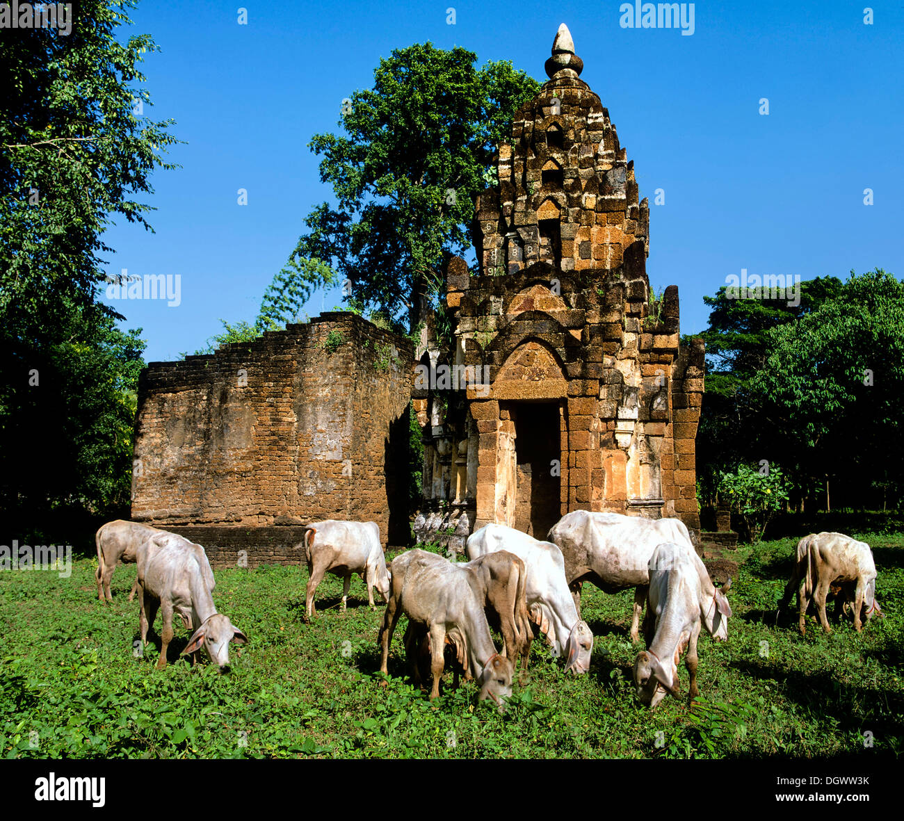 Wat Chao Chan, herd of cattle grazing in front of the temple, Si Satchanalai Historical Park, Si Satchanalai, Sukhothai Province Stock Photo