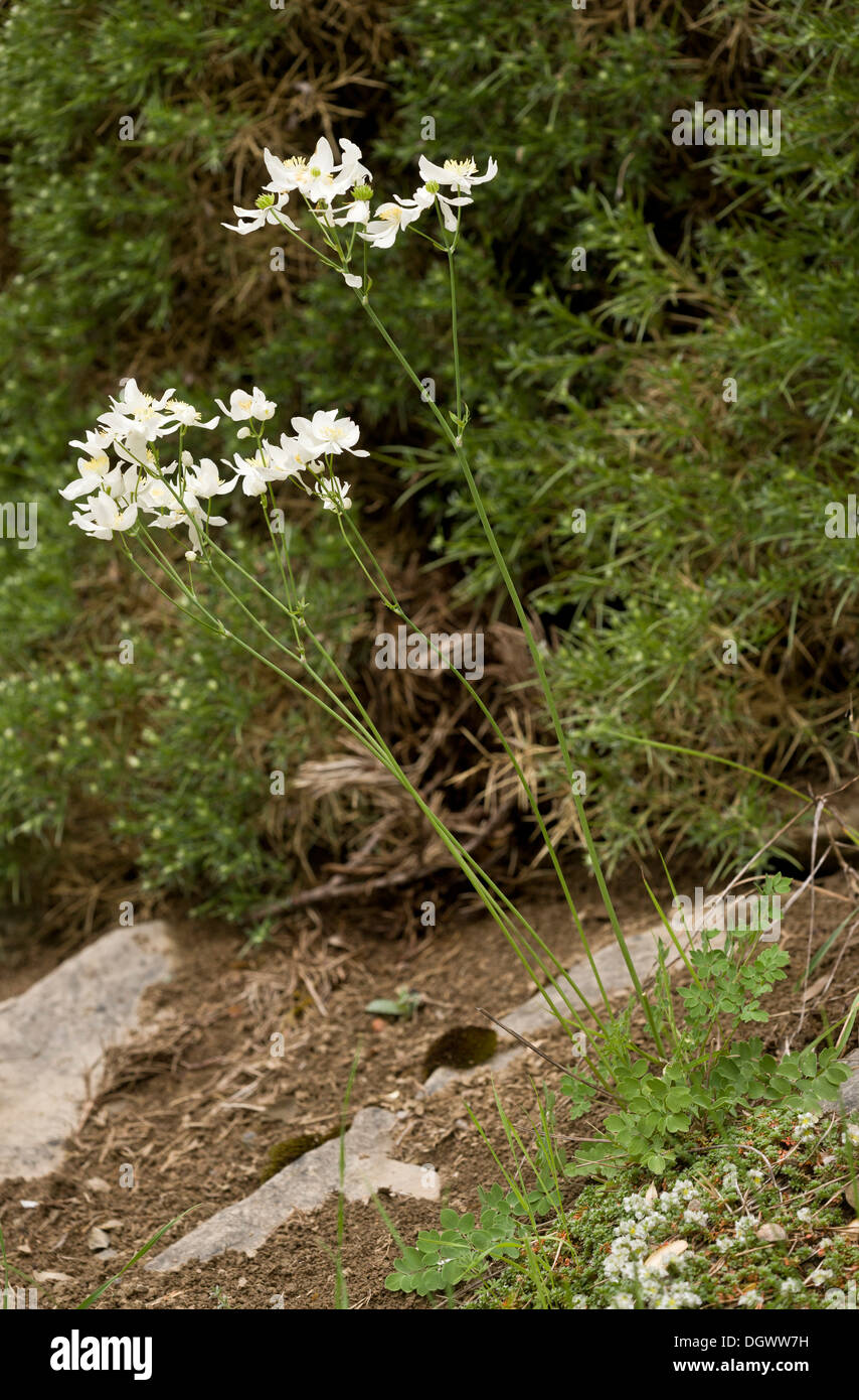 A large-flowered Meadow-rue, Thalictrum tuberosum, Spanish Pyrenees. Stock Photo