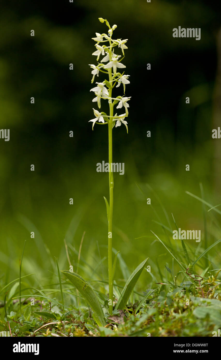 Lesser Butterfly-orchid, Platanthera bifolia in flower. Stock Photo