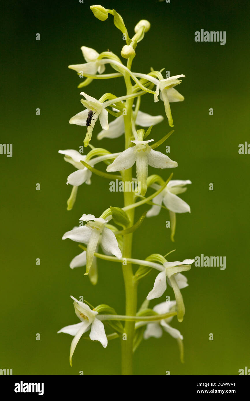 Lesser Butterfly-orchid, Platanthera bifolia in flower. Stock Photo