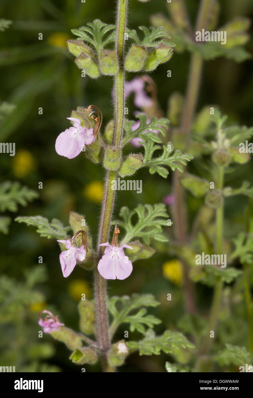 Cut-leaved Germander, Teucrium botrys in flower; rare plant in UK. Stock Photo