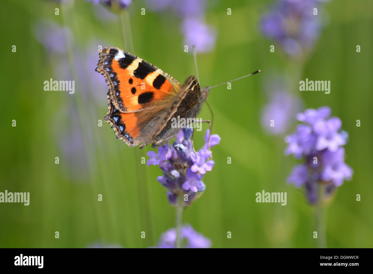 Beautiful toitoiseshell butterfly on lavendar. Stock Photo