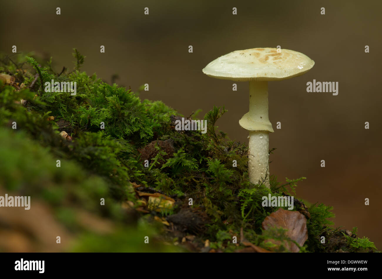 false deathcap fungus Stock Photo
