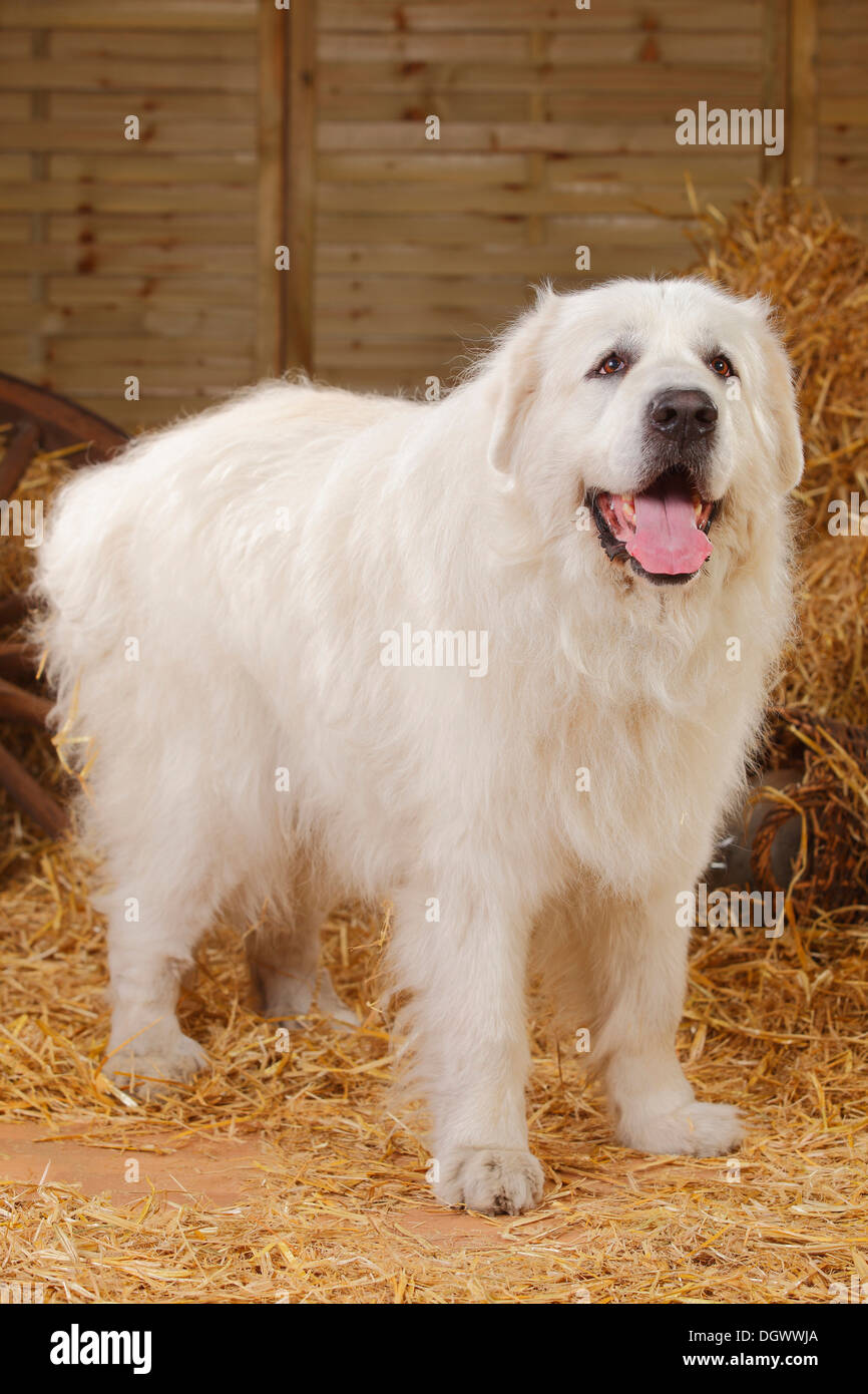 Pyrenean Moutain Dog, male dog, 9 years |Pyrenaeen-Berghund, Ruede, 9 Jahre  / alter Hund Stock Photo - Alamy