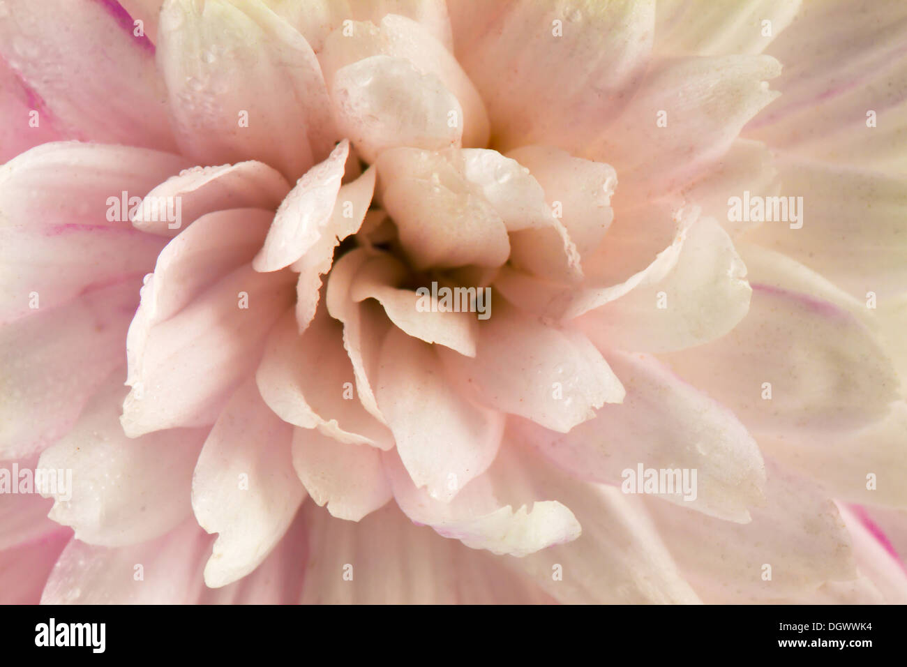 White chrysanthemum macro photography Stock Photo