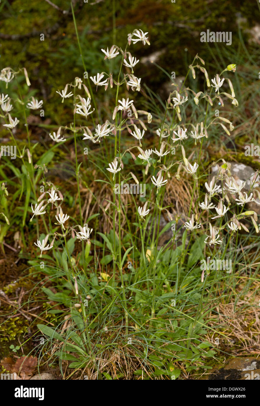 Nottingham Catchfly, Silene nutans in flower. Stock Photo