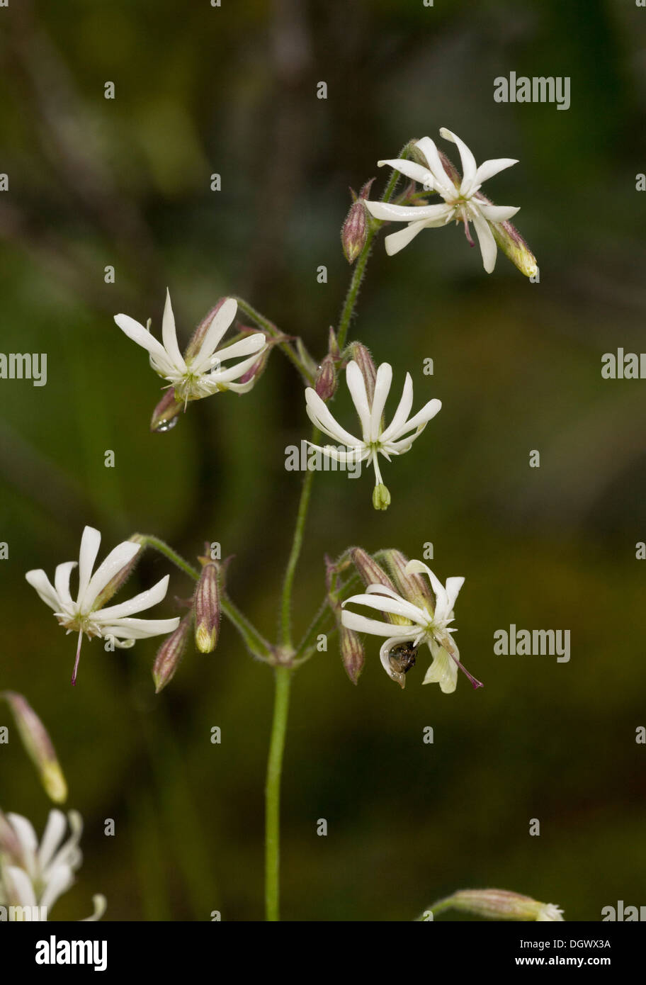 Nottingham Catchfly, Silene nutans in flower. Stock Photo