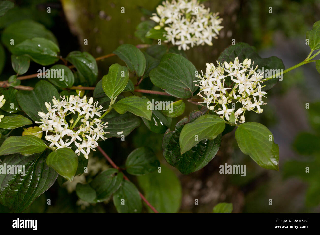Dogwood in flower, Cornus sanguinea (= Thelycrania) Stock Photo