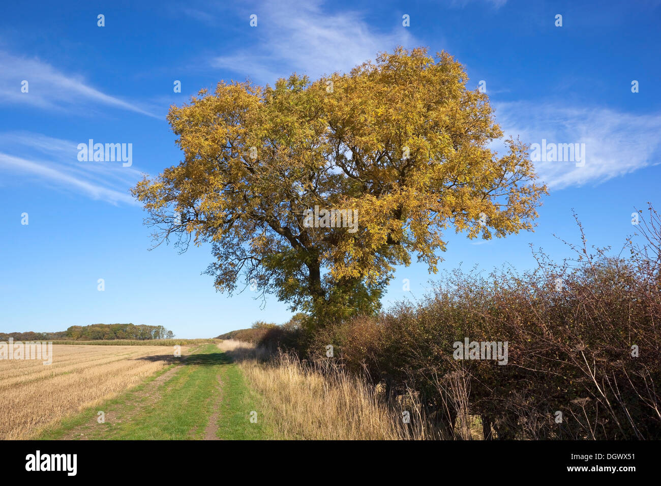 Autumn, fall landscape with a golden leaved mature ash tree, hedgerows and farmland under a blue sky Stock Photo