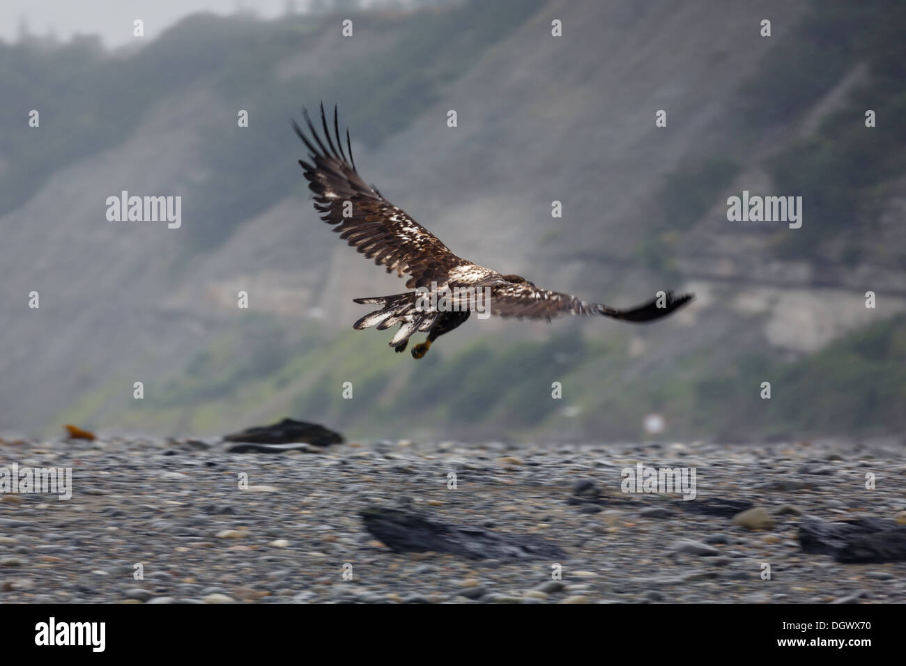Close-up Immature bald eagle in flight along coast of alaska Stock Photo