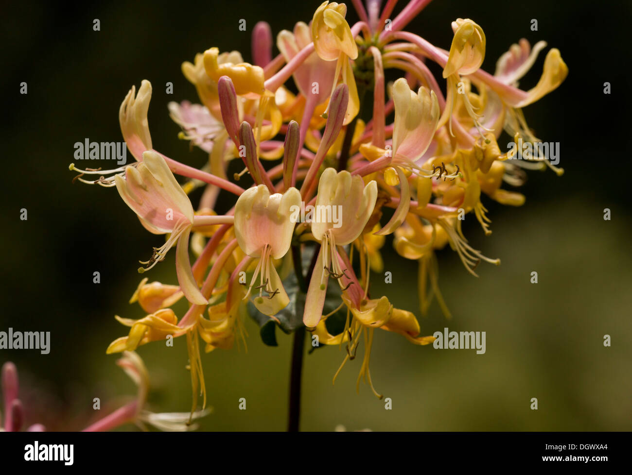 Etruscan Honeysuckle, Lonicera etrusca in flower, Spain. Strongly fragrant. Stock Photo