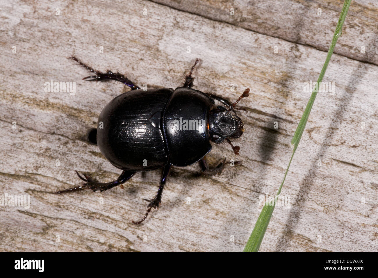 A Dor Beetle, or Dung Beetle, Anoplotrupes stercorosus = Geotrupes; breeds on dung. Stock Photo