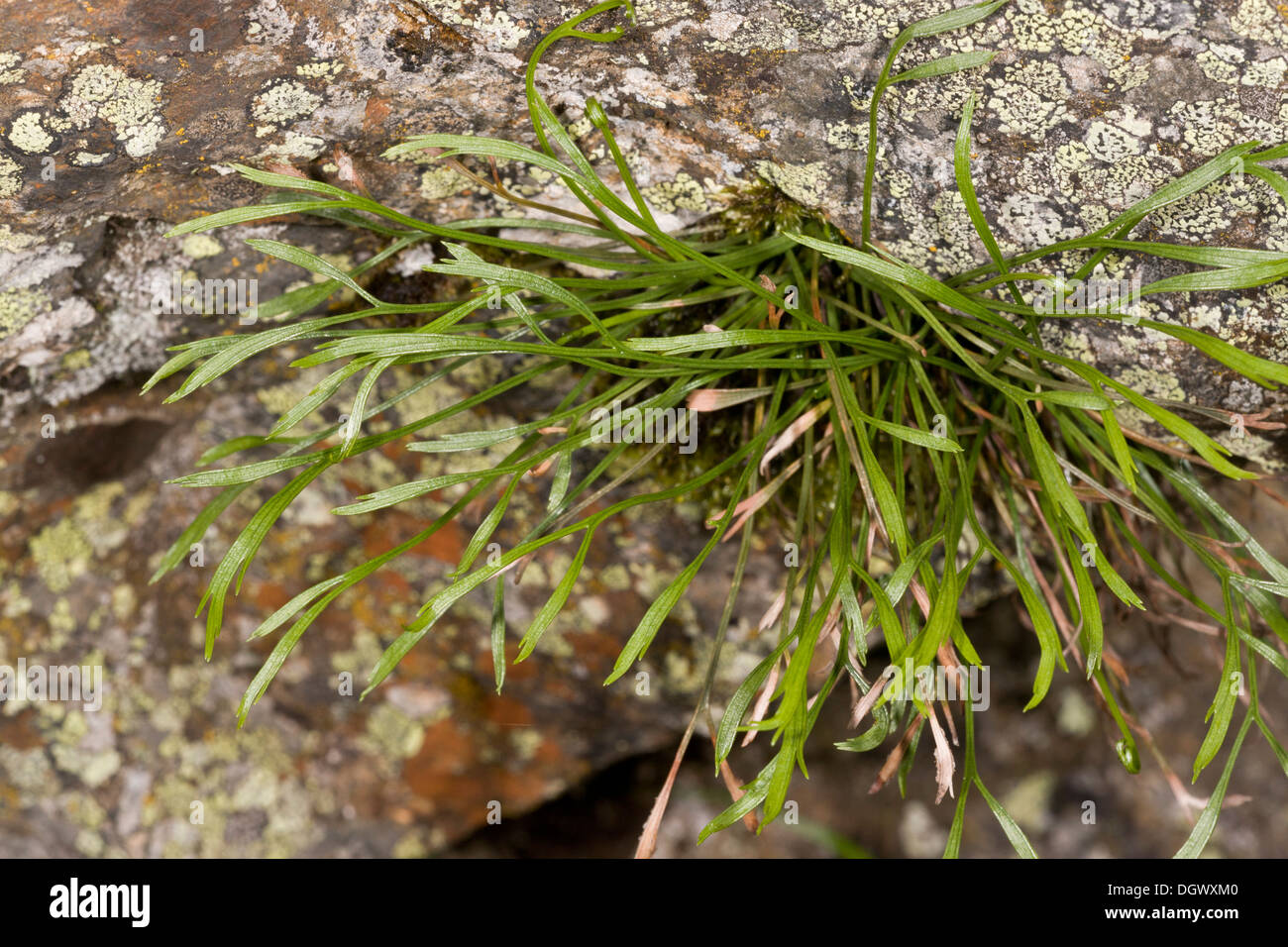 Forked Spleenwort, Asplenium septentrionale; uncommon plant of acid rock in western Britain. Stock Photo