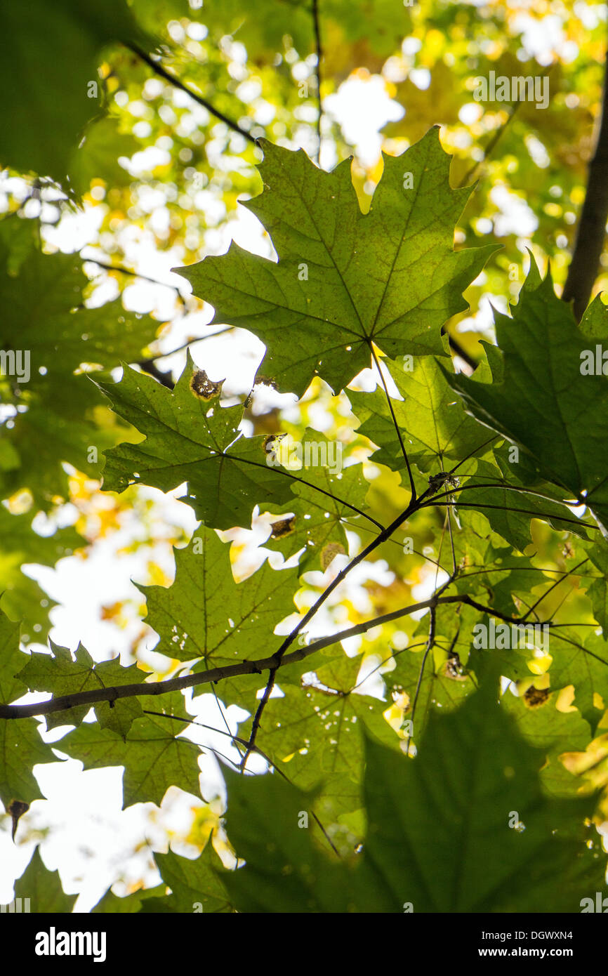 Backlit green maple leaves outdoors Stock Photo